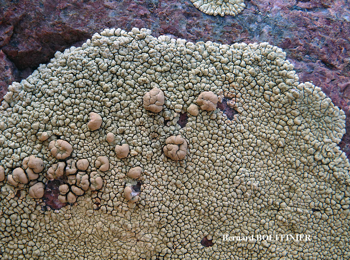 Lecanora concolor Ramond